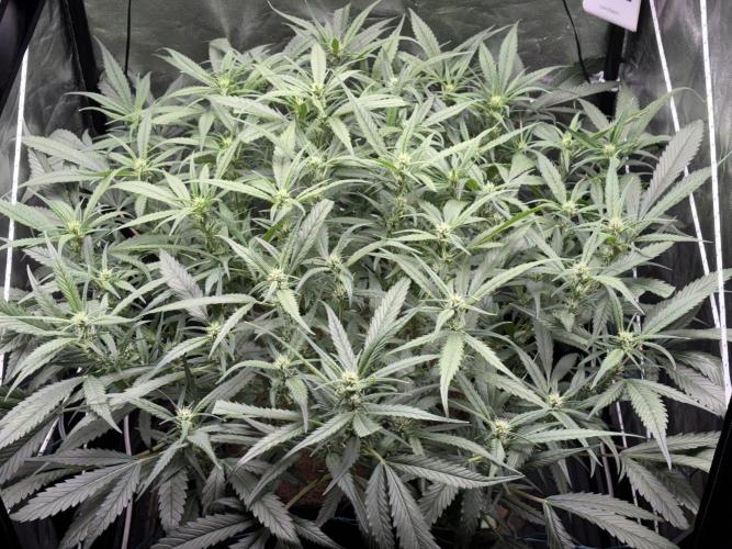 Strawberry Gorilla auto in coco hybrid. Week 7
