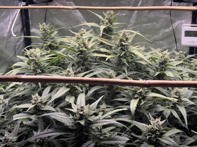 Strawberry Gorilla auto in coco hybrid. Week 9