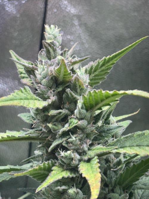 Strawberry Gorilla auto in coco hybrid. Week 10