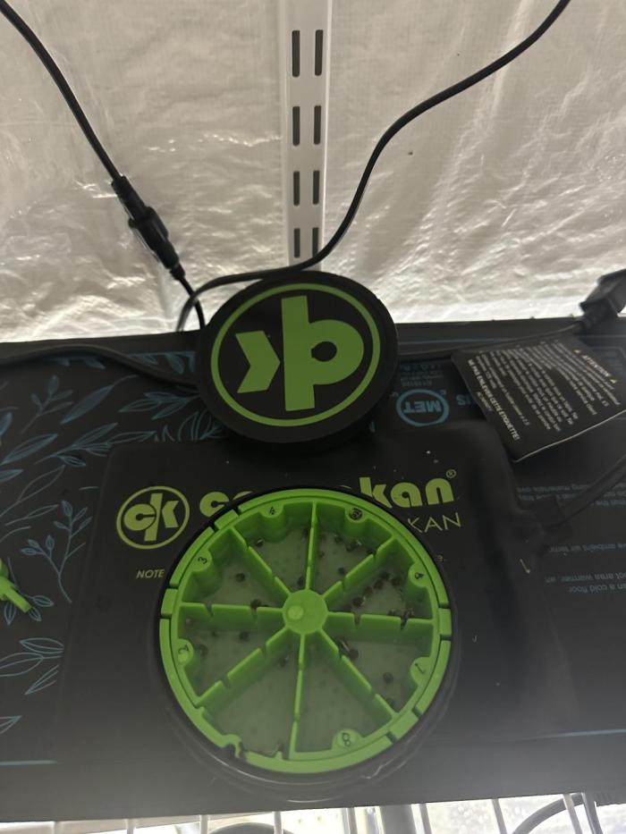 Solfire and sq1 pheno hunt. Week 0