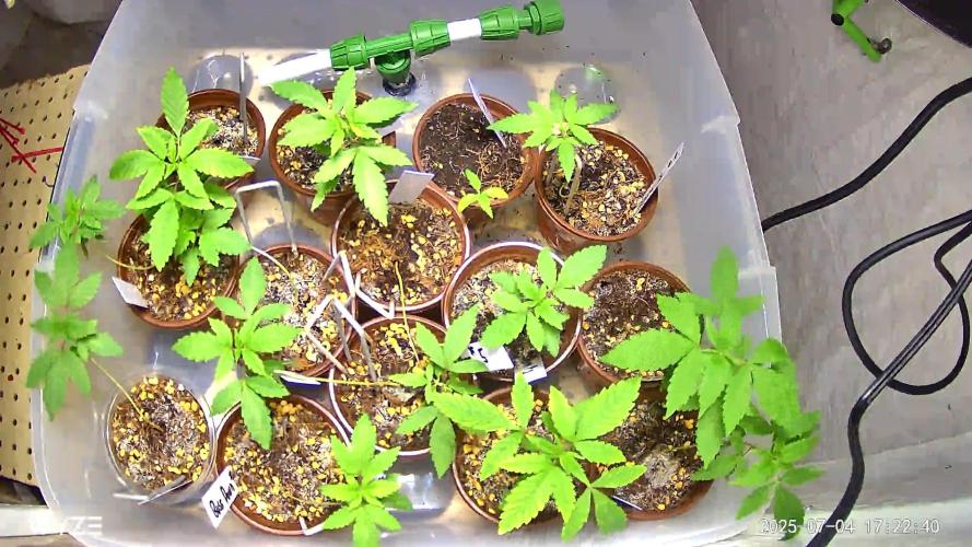 Solfire and sq1 pheno hunt. Week 1 - my Wyze cam isn’t the best, u can see I have a stunted plant on the top right