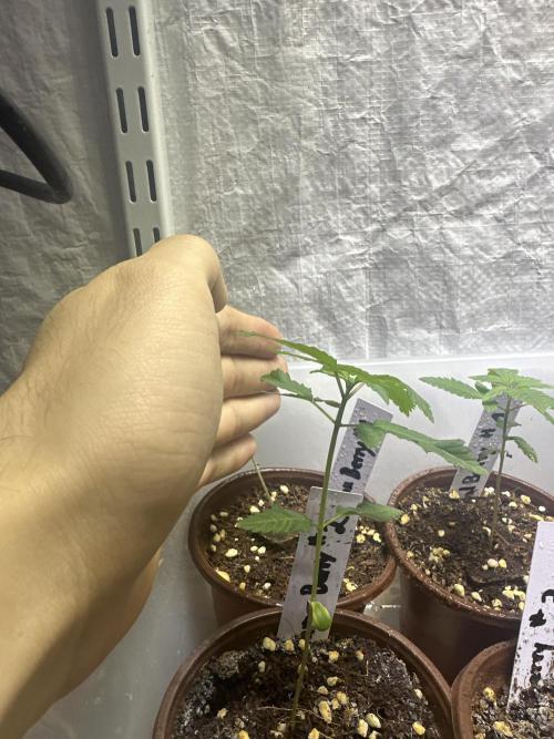 Solfire and sq1 pheno hunt. Week 1