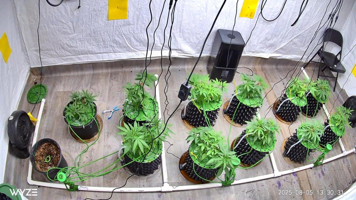 Solfire and sq1 pheno hunt. Week 4 - This is right after lst and super cropping, I use that blue supercropping tool.