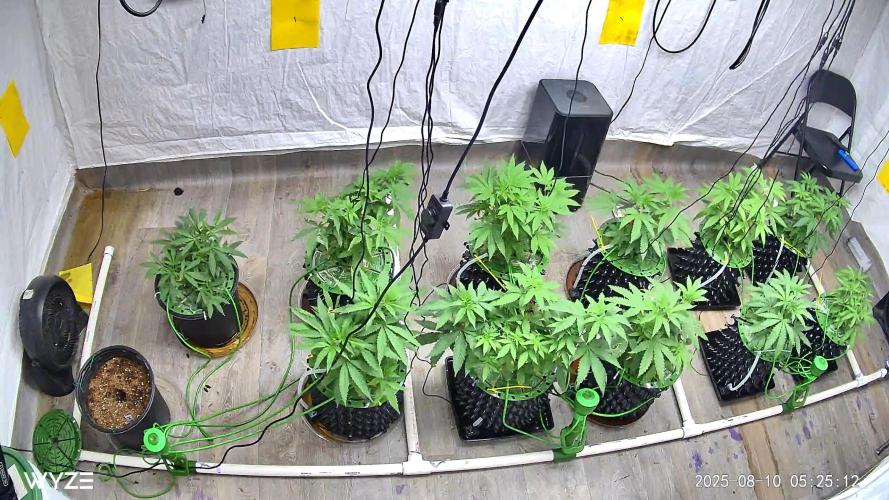 Solfire and sq1 pheno hunt. Week 5