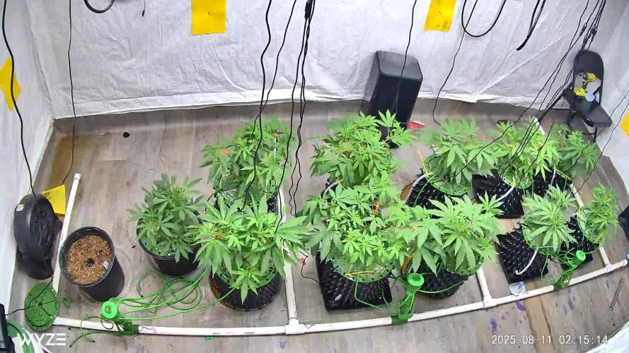 Solfire and sq1 pheno hunt. Week 5 - This is after I did my final lsts