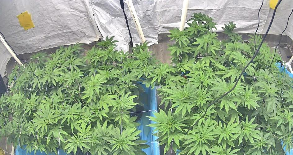 Solfire and sq1 pheno hunt. Week 6