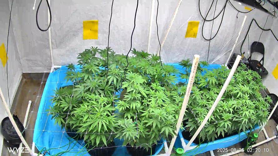 Solfire and sq1 pheno hunt. Week 6