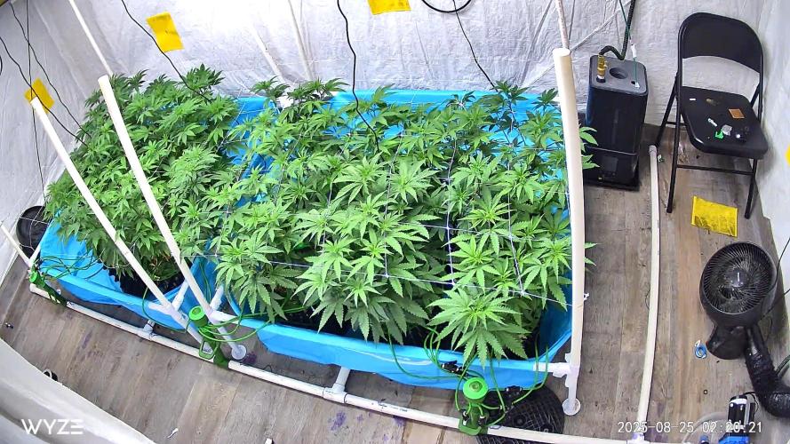 Solfire and sq1 pheno hunt. Week 6