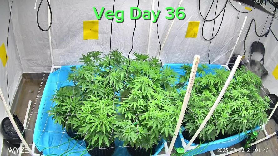 Solfire and sq1 pheno hunt