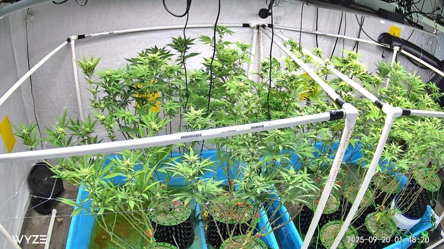 Solfire and sq1 pheno hunt. Week 9