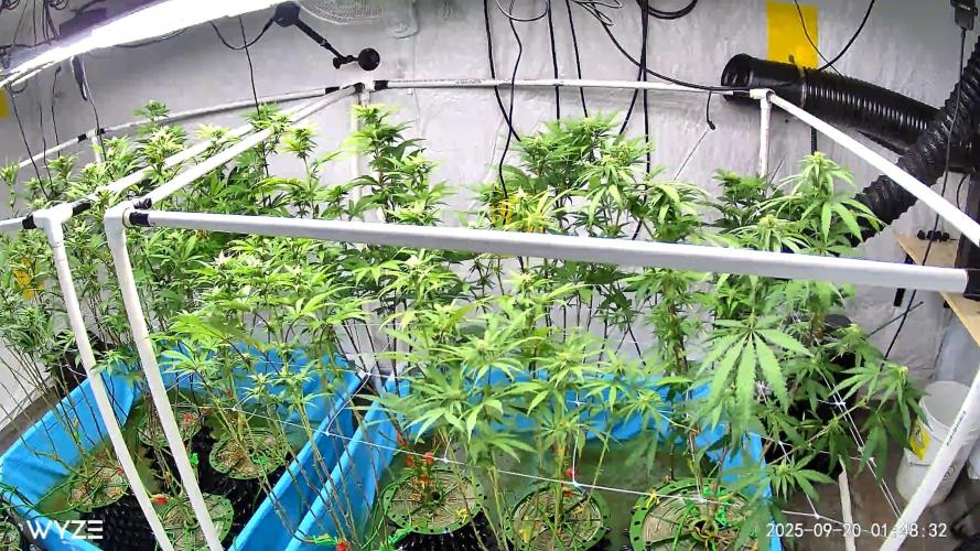 Solfire and sq1 pheno hunt. Week 9