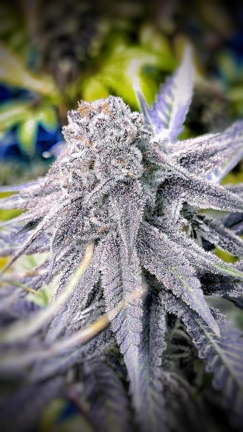 Solfire and sq1 pheno hunt. Week 16 - Nana sorbet #4
Nose is Very gassy and with hints of herbs, great bud structure