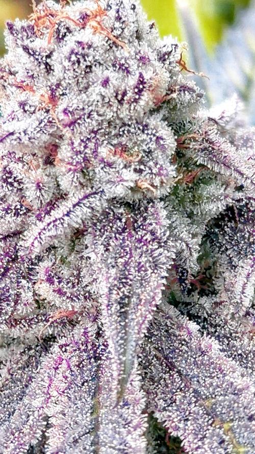 Solfire and sq1 pheno hunt. Week 16 - Nana sorbet #4