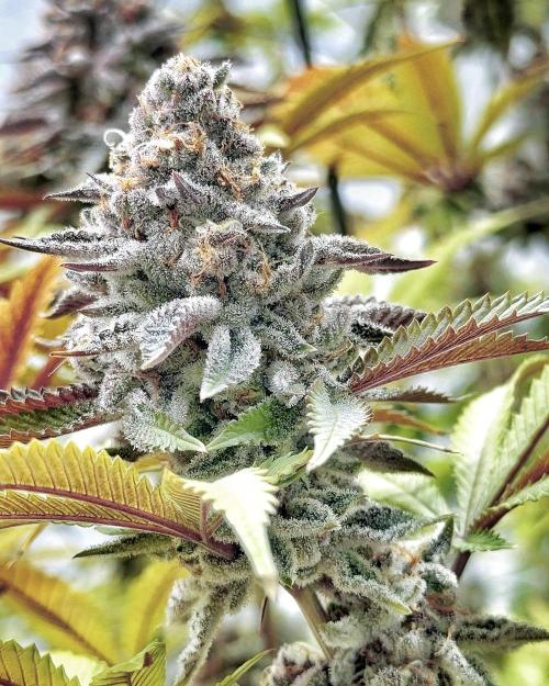 Solfire and sq1 pheno hunt. Week 16 - Bahama berry #2
Sweet Berry terps with notes of orange peels, frosty