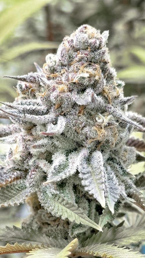 Solfire and sq1 pheno hunt. Week 16 - Bahama berry #2