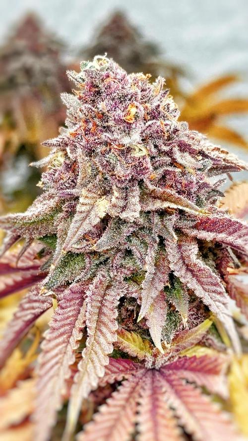 Solfire and sq1 pheno hunt. Week 16 - Bahama berry #1
Red purple color, very sweet artificial berry smell.