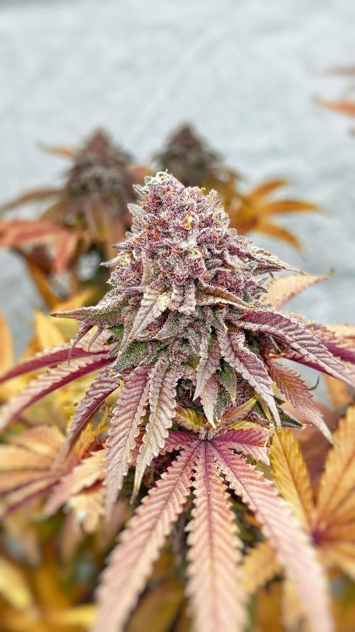 Solfire and sq1 pheno hunt. Week 16 - Bahama berry #1