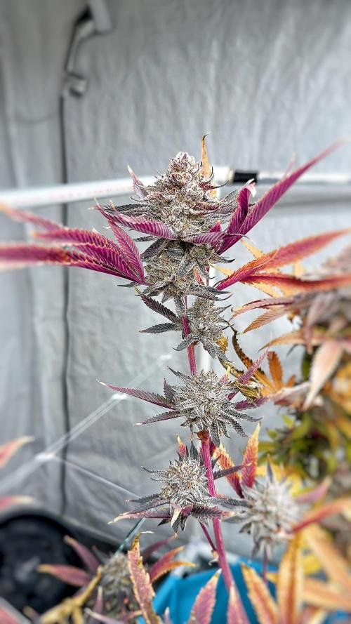 Solfire and sq1 pheno hunt. Week 16 - Solberry #1
Super frosty, smell: menthol & black licorice.