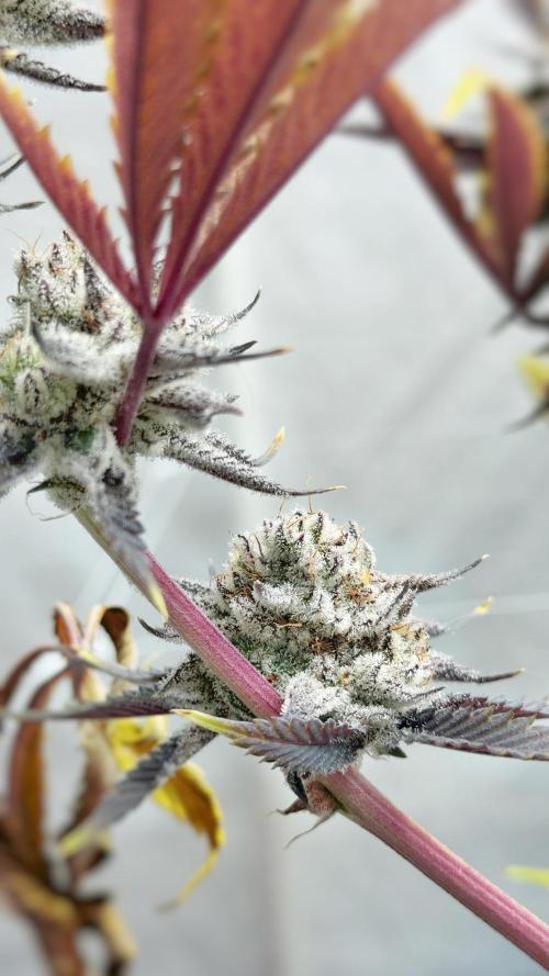 Solfire and sq1 pheno hunt. Week 16 - Solberry #1