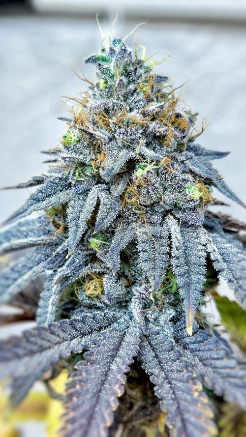 Solfire and sq1 pheno hunt. Week 16 - Bahama bussdown #4
Blue and green looking nugs, sweet & gassy smell