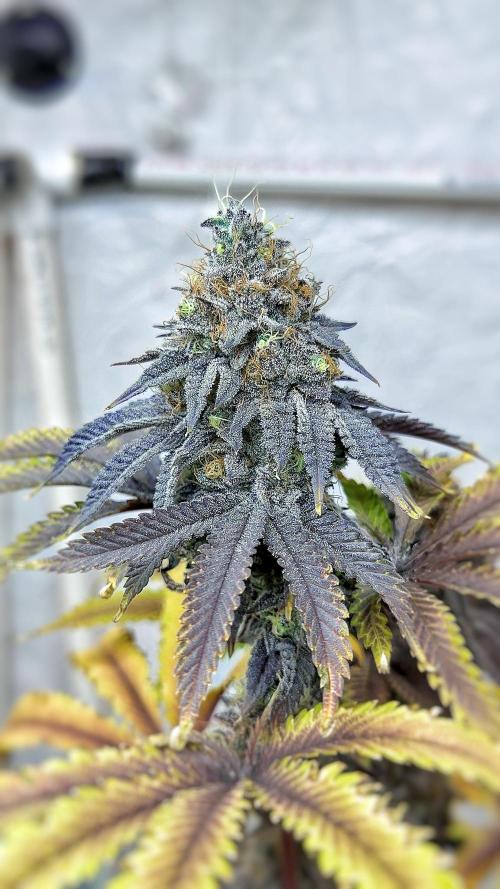 Solfire and sq1 pheno hunt. Week 16 - Bahama bussdown #4