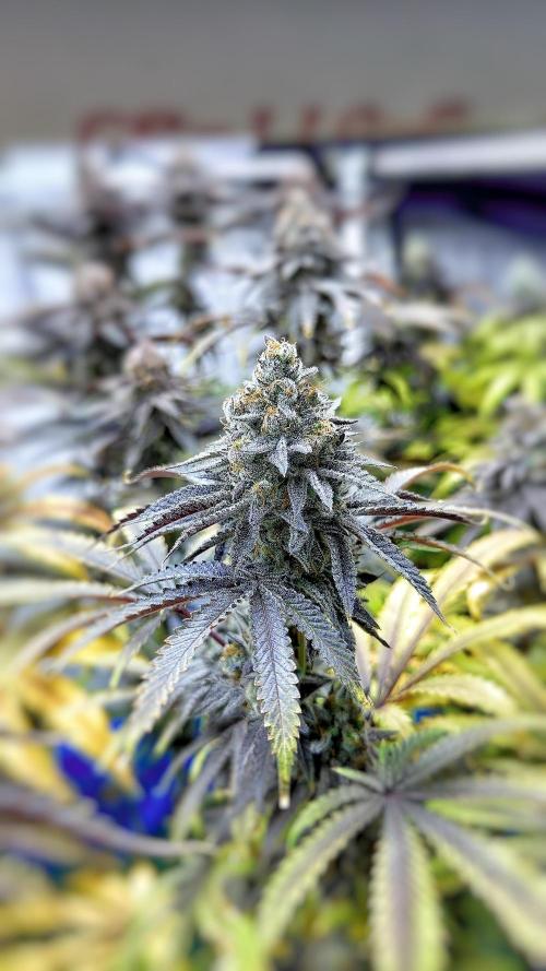 Solfire and sq1 pheno hunt. Week 16 - Bahama bussdown #1
Also sweet and gassy smell, lots of trichomes