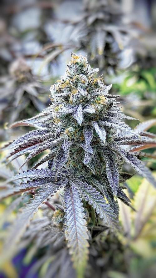 Solfire and sq1 pheno hunt. Week 16 - Bahama bussdown #1