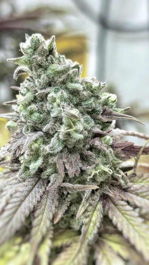 Solfire and sq1 pheno hunt. Week 16 - Nana sorbet #5
Gassy & sour, kinda kush smelling. Frosty