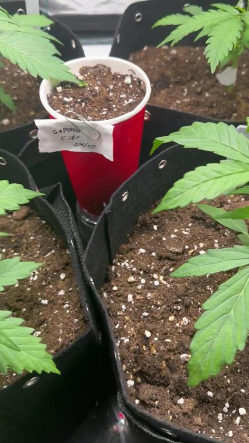 1st auto grow - RQS Northern Lights & Royal Cheese