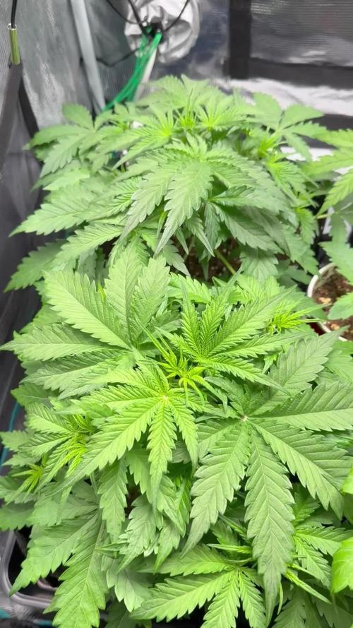 1st auto grow - RQS Northern Lights & Royal Cheese