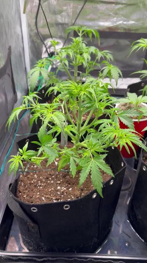 1st auto grow - RQS Northern Lights & Royal Cheese