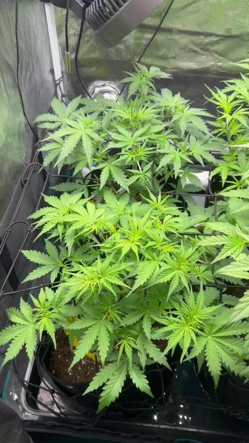 1st auto grow - RQS Northern Lights & Royal Cheese