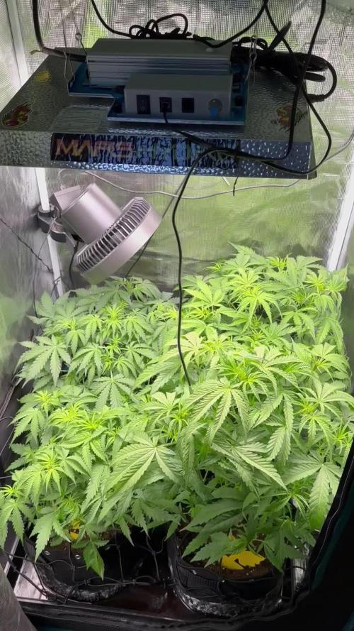 1st auto grow - RQS Northern Lights & Royal Cheese
