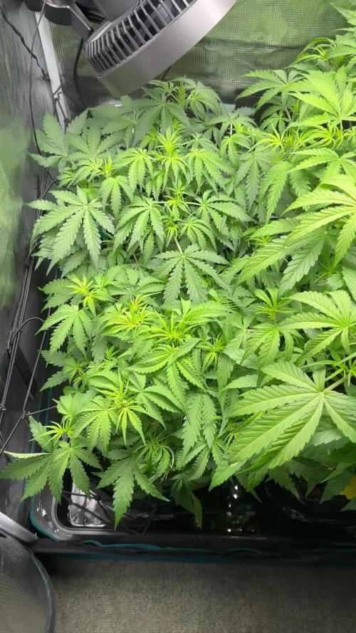 1st auto grow - RQS Northern Lights & Royal Cheese