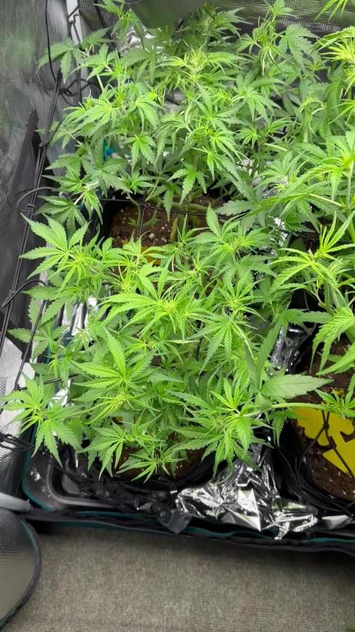 1st auto grow - RQS Northern Lights & Royal Cheese