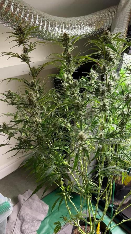 1st auto grow - RQS Northern Lights & Royal Cheese