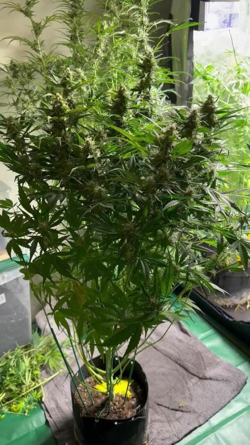 1st auto grow - RQS Northern Lights & Royal Cheese