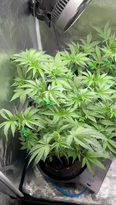 Runtz 'n' Roses - Mephisto Genetics