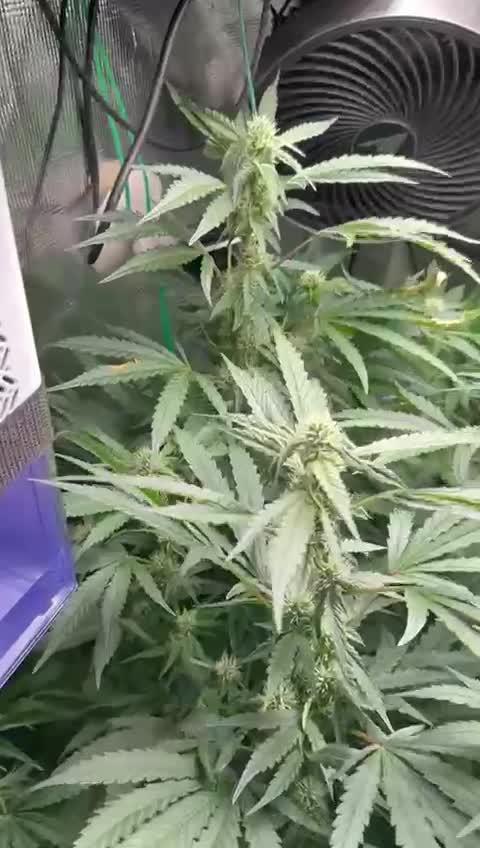 Runtz 'n' Roses - Mephisto Genetics