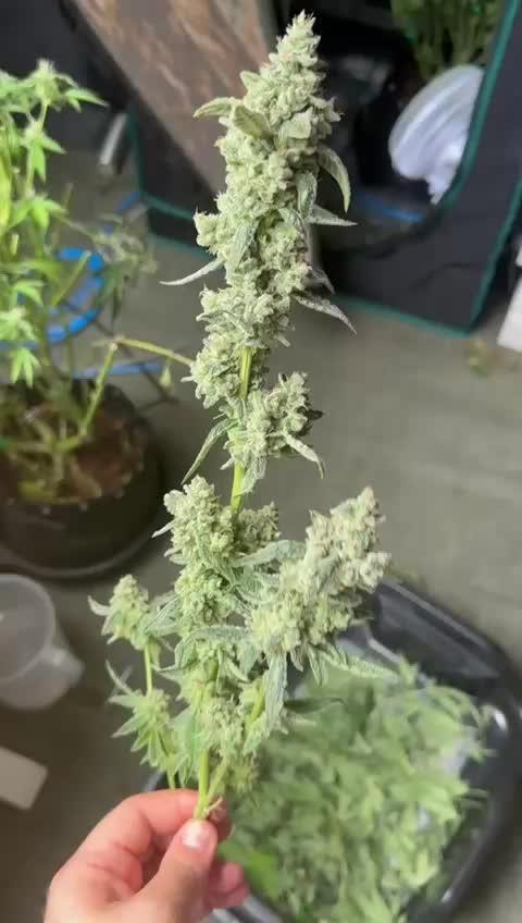 Runtz 'n' Roses - Mephisto Genetics