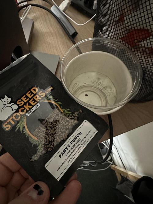 SeedStockers - Panty Punch Fem. Week 0