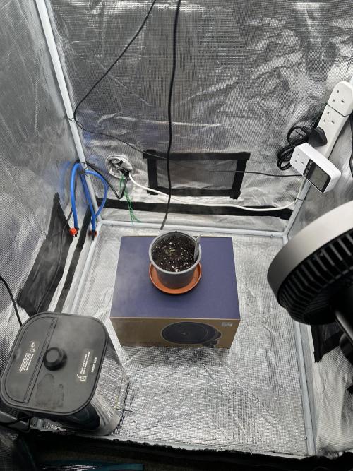 SeedStockers - Panty Punch Fem. Week 0