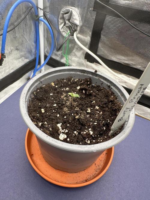 SeedStockers - Panty Punch Fem. Week 0