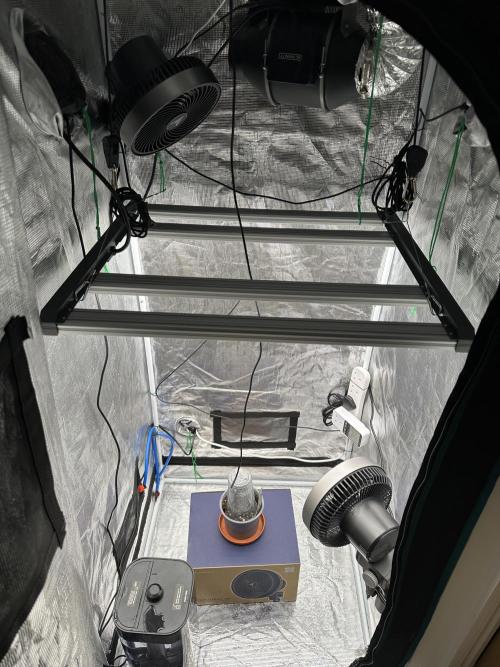 SeedStockers - Panty Punch Fem. Week 0