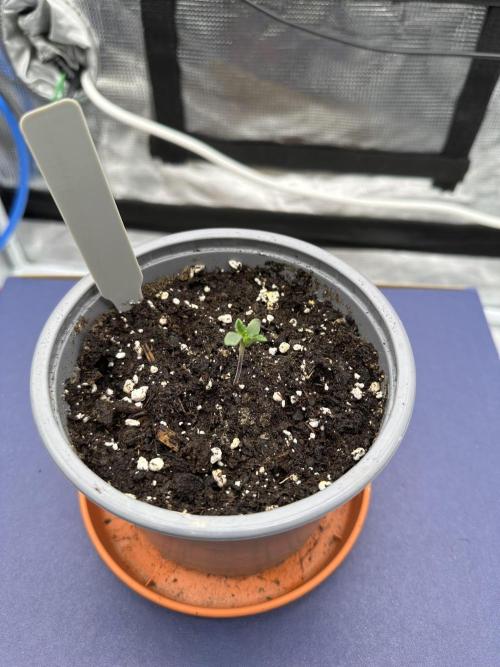 SeedStockers - Panty Punch Fem. Week 0