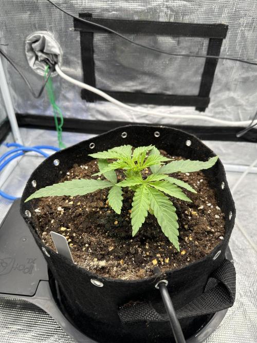 SeedStockers - Panty Punch Fem. Week 2