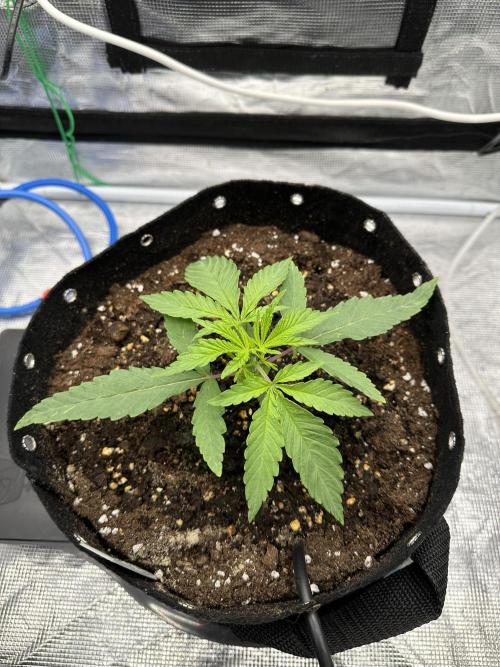 SeedStockers - Panty Punch Fem. Week 2