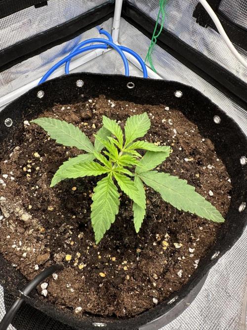 SeedStockers - Panty Punch Fem. Week 2