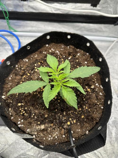 SeedStockers - Panty Punch Fem. Week 2