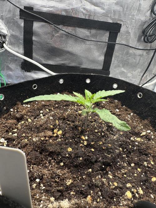 SeedStockers - Panty Punch Fem. Week 2